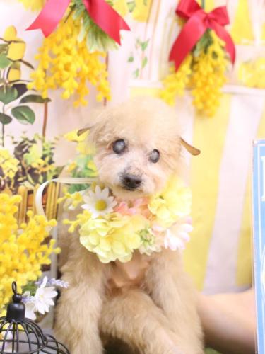 20240428モカくん